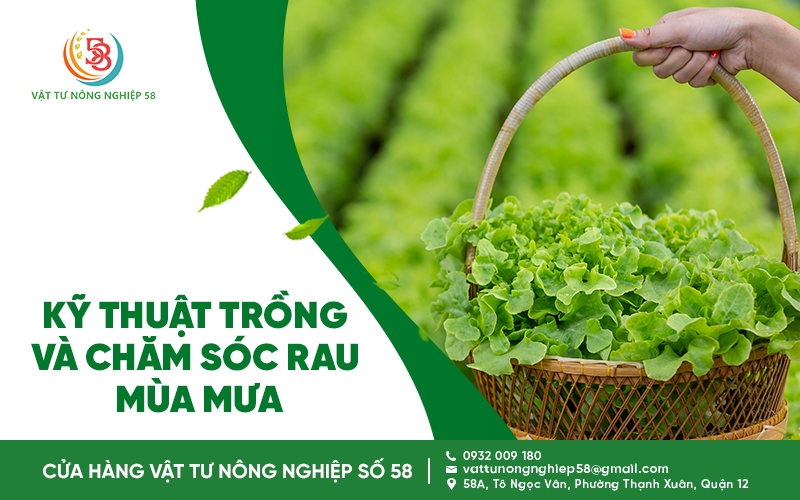 KỸ THUẬT TRỒNG VÀ CHĂM SÓC RAU MÙA MƯA